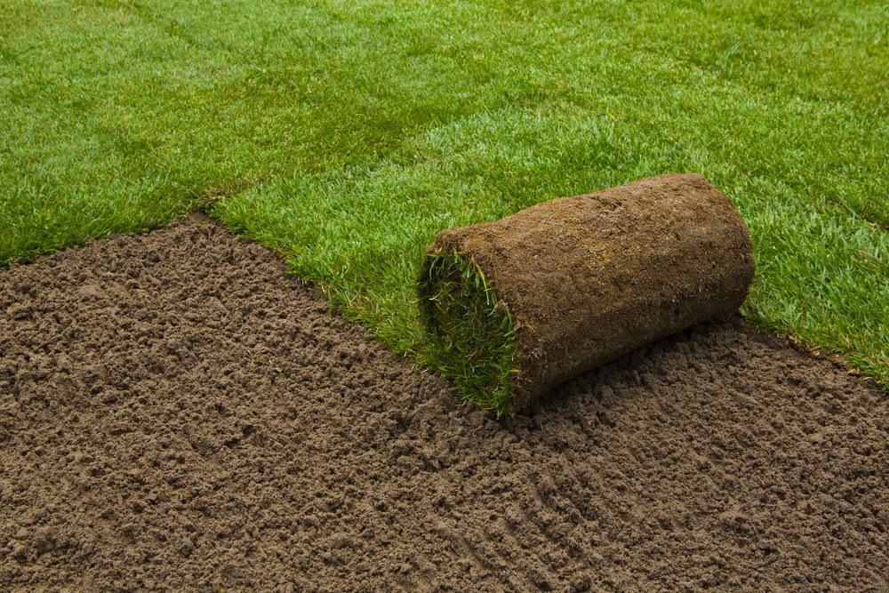 Instant turf on sale